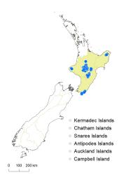 Veronica venustula distribution map based on databased records at AK, CHR & WELT.
 Image: K.Boardman © Landcare Research 2022 CC-BY 4.0